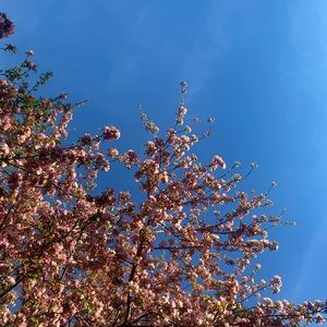 Meet your Posher, Rose